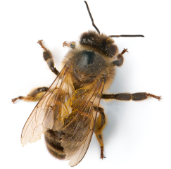 Apitoxina