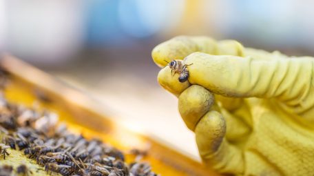 beekeeper selects bee drones for selection of sperm. Artificial insemination of queen bees. Bee products. Selective focus. Blured..