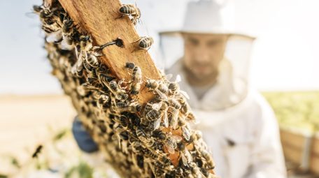 Beekeeper working collect honey