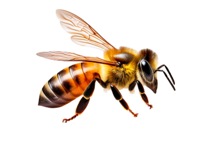 abeja transparente 1 (1)